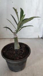 ENXERTO 11940 – 20cm (cor LM 1007) - Imagem 3