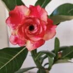 ENXERTO 11941 – 20cm (cor LM 995)