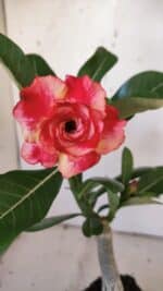 ENXERTO 11941 – 20cm (cor LM 995)