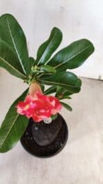 ENXERTO 11941 – 20cm (cor LM 995) - Imagem 4