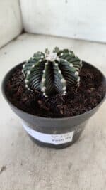 GYMNOCALYCIUM Friedrichii LB 2178 - Nº 371 – vaso 11 - Imagem 8