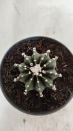 GYMNOCALYCIUM Friedrichii LB 2178 - Nº 371 – vaso 11 - Imagem 3