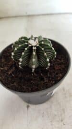 GYMNOCALYCIUM Friedrichii LB 2178 - Nº 371 – vaso 11 - Imagem 7