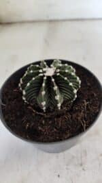 GYMNOCALYCIUM Friedrichii LB 2178 - Nº 371 – vaso 11 - Imagem 6