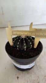 GYMNOCALYCIUM Friedrichii LB 2178 - Nº 371 – vaso 11 - Imagem 4