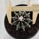 GYMNOCALYCIUM Friedrichii LB 2178 - Nº 371 – vaso 11