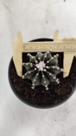 GYMNOCALYCIUM Friedrichii LB 2178 - Nº 371 – vaso 11