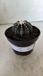 GYMNOCALYCIUM Friedrichii LB 2178 - Nº 372 – vaso 11 - Imagem 2