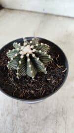 GYMNOCALYCIUM Friedrichii LB 2178 - Nº 372 – vaso 11 - Imagem 8