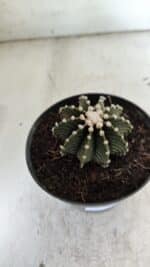 GYMNOCALYCIUM Friedrichii LB 2178 - Nº 372 – vaso 11 - Imagem 6
