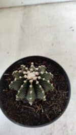 GYMNOCALYCIUM Friedrichii LB 2178 - Nº 372 – vaso 11 - Imagem 7