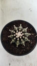 GYMNOCALYCIUM Friedrichii LB 2178 - Nº 372 – vaso 11 - Imagem 3