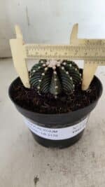 GYMNOCALYCIUM Friedrichii LB 2178 - Nº 372 – vaso 11