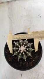 GYMNOCALYCIUM Friedrichii LB 2178 - Nº 372 – vaso 11 - Imagem 5