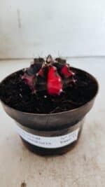 GYMNOCALYCIUM Mihanovichii Variegata Nº 500 – vaso 11 - Imagem 2