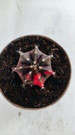 GYMNOCALYCIUM Mihanovichii Variegata Nº 500 – vaso 11 - Imagem 3