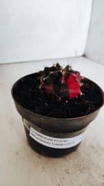 GYMNOCALYCIUM Mihanovichii Variegata Nº 500 – vaso 11 - Imagem 6