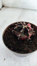 GYMNOCALYCIUM Mihanovichii Variegata Nº 500 – vaso 11 - Imagem 7