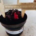 GYMNOCALYCIUM Mihanovichii Variegata Nº 500 – vaso 11