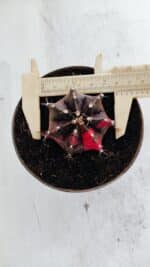 GYMNOCALYCIUM Mihanovichii Variegata Nº 500 – vaso 11 - Imagem 5