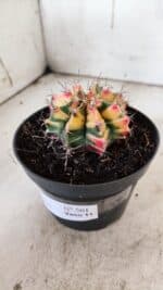 GYMNOCALYCIUM Mihanovichii Variegata Nº 501 – vaso 11 - Imagem 9