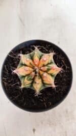 GYMNOCALYCIUM Mihanovichii Variegata Nº 501 – vaso 11 - Imagem 3