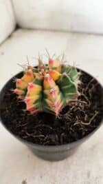 GYMNOCALYCIUM Mihanovichii Variegata Nº 501 – vaso 11 - Imagem 7