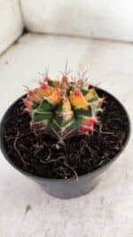 GYMNOCALYCIUM Mihanovichii Variegata Nº 501 – vaso 11 - Imagem 8