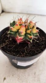 GYMNOCALYCIUM Mihanovichii Variegata Nº 501 – vaso 11 - Imagem 6
