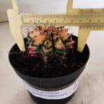 GYMNOCALYCIUM Mihanovichii Variegata Nº 501 – vaso 11