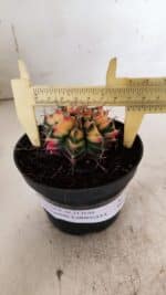 GYMNOCALYCIUM Mihanovichii Variegata Nº 501 – vaso 11