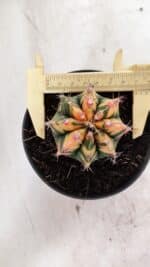 GYMNOCALYCIUM Mihanovichii Variegata Nº 501 – vaso 11 - Imagem 5