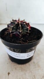 GYMNOCALYCIUM Mihanovichii Variegata Nº 502 – vaso 11 - Imagem 2