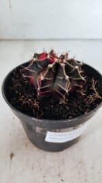 GYMNOCALYCIUM Mihanovichii Variegata Nº 502 – vaso 11 - Imagem 8