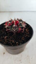 GYMNOCALYCIUM Mihanovichii Variegata Nº 502 – vaso 11 - Imagem 7