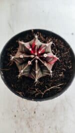 GYMNOCALYCIUM Mihanovichii Variegata Nº 502 – vaso 11 - Imagem 3