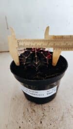 GYMNOCALYCIUM Mihanovichii Variegata Nº 502 – vaso 11 - Imagem 4