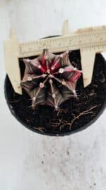 GYMNOCALYCIUM Mihanovichii Variegata Nº 502 – vaso 11