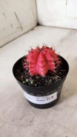 GYMNOCALYCIUM Mihanovichii Variegata Nº 520 – vaso 09 - Imagem 9