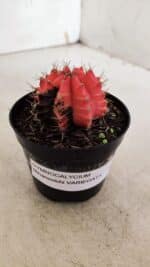 GYMNOCALYCIUM Mihanovichii Variegata Nº 520 – vaso 09 - Imagem 8