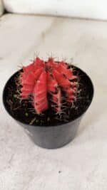 GYMNOCALYCIUM Mihanovichii Variegata Nº 520 – vaso 09 - Imagem 7