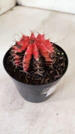 GYMNOCALYCIUM Mihanovichii Variegata Nº 520 – vaso 09 - Imagem 6