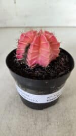 GYMNOCALYCIUM Mihanovichii Variegata Nº 521 – vaso 09 - Imagem 2