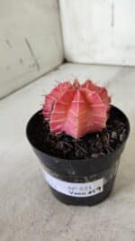 GYMNOCALYCIUM Mihanovichii Variegata Nº 521 – vaso 09 - Imagem 9