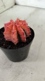 GYMNOCALYCIUM Mihanovichii Variegata Nº 521 – vaso 09 - Imagem 8