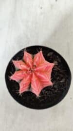 GYMNOCALYCIUM Mihanovichii Variegata Nº 521 – vaso 09 - Imagem 3