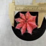 GYMNOCALYCIUM Mihanovichii Variegata Nº 521 – vaso 09