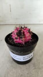 GYMNOCALYCIUM Mihanovichii Variegata Nº 522 – vaso 09 - Imagem 2