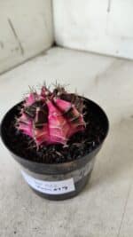 GYMNOCALYCIUM Mihanovichii Variegata Nº 522 – vaso 09 - Imagem 9