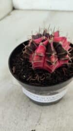 GYMNOCALYCIUM Mihanovichii Variegata Nº 522 – vaso 09 - Imagem 8